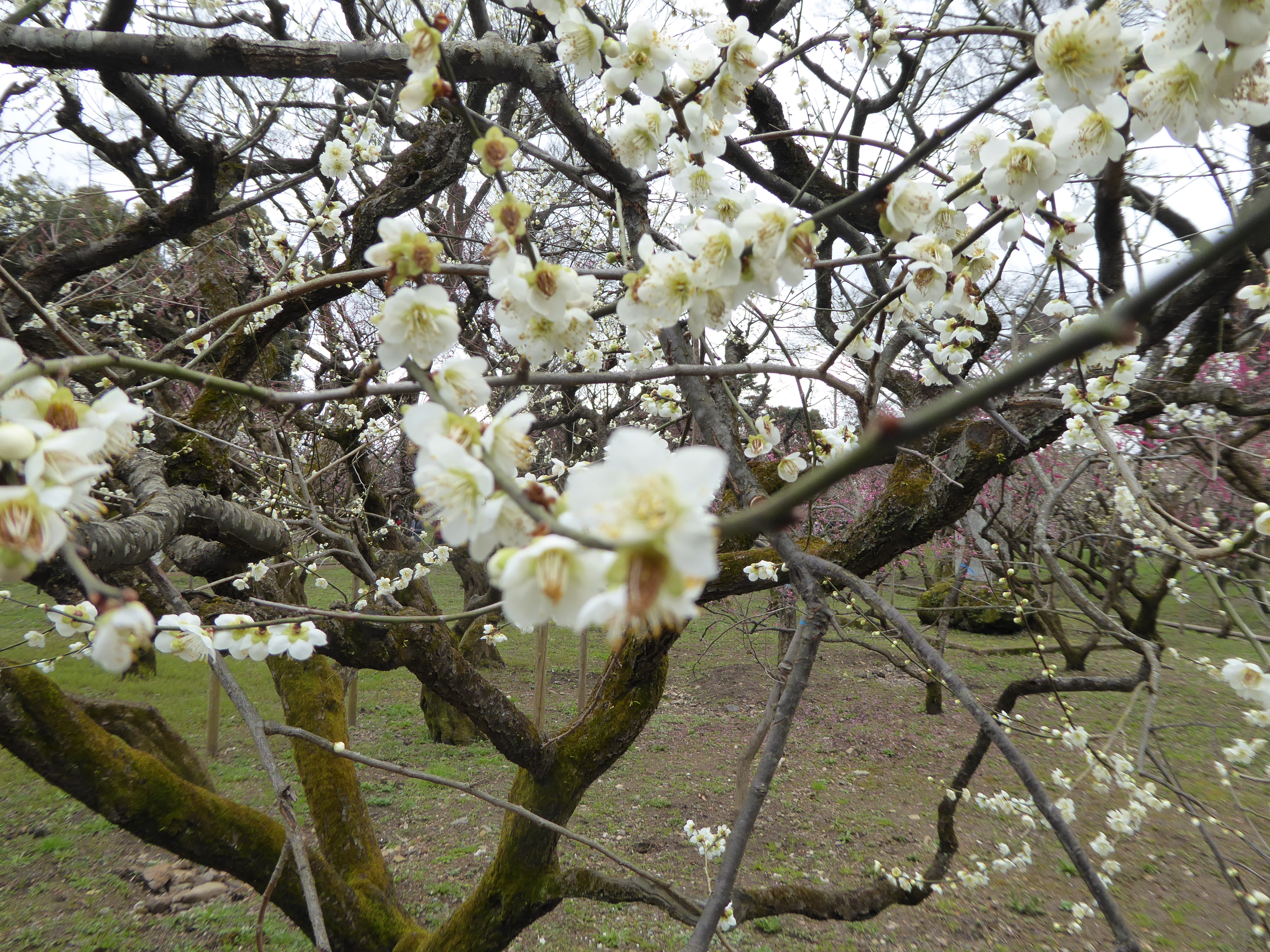P1020378.JPG