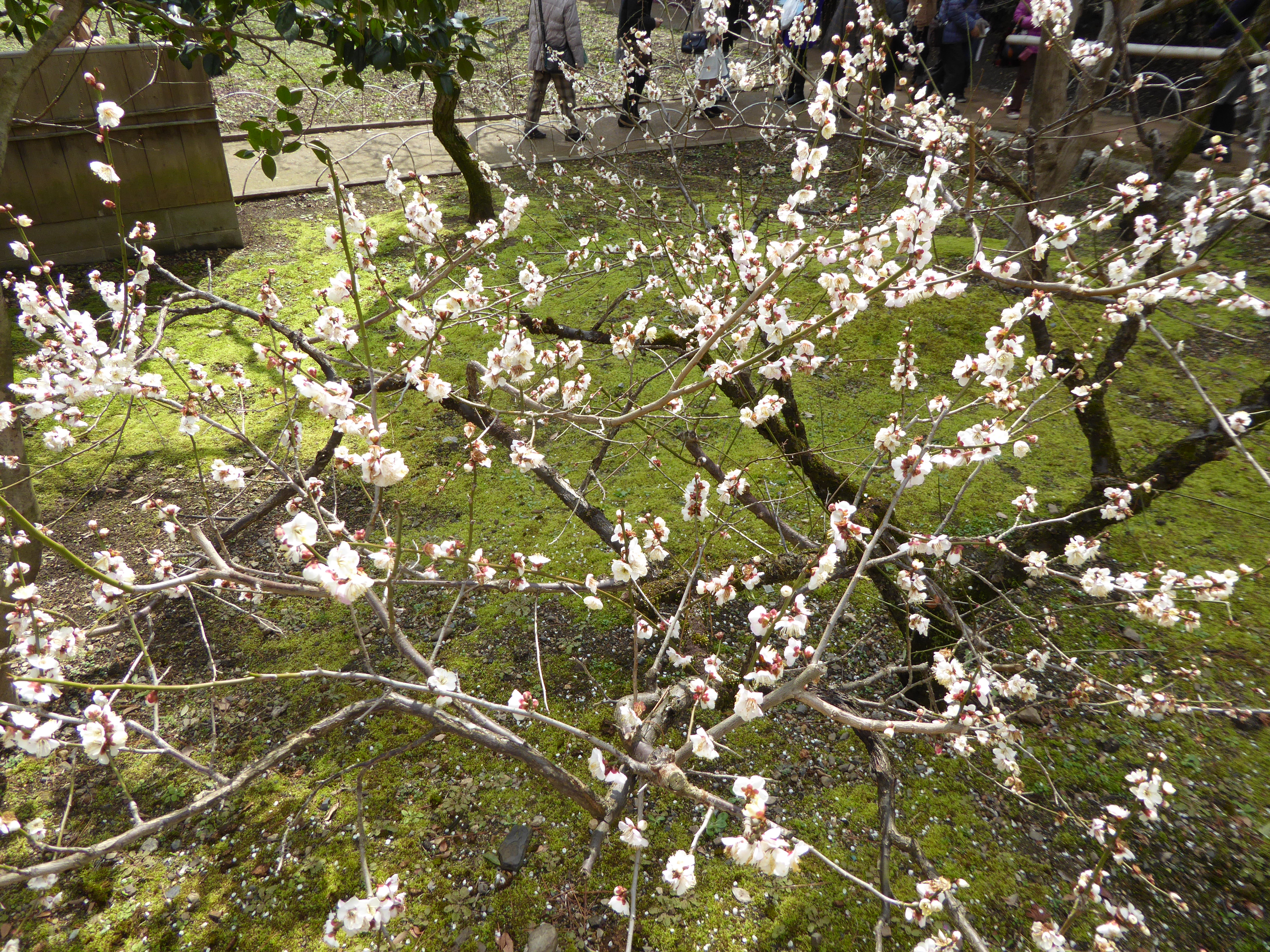 P1020385.JPG