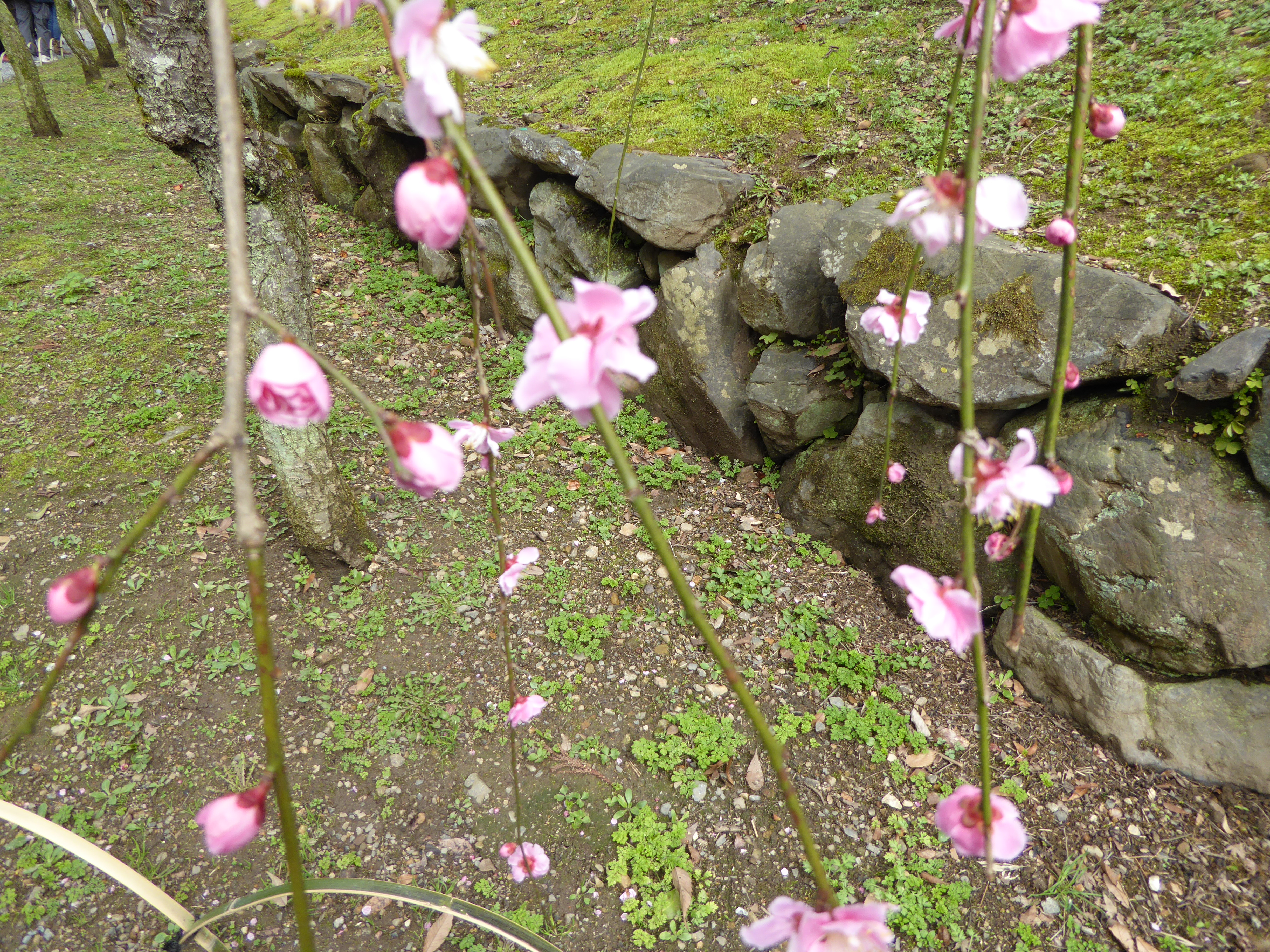 P1020395.JPG
