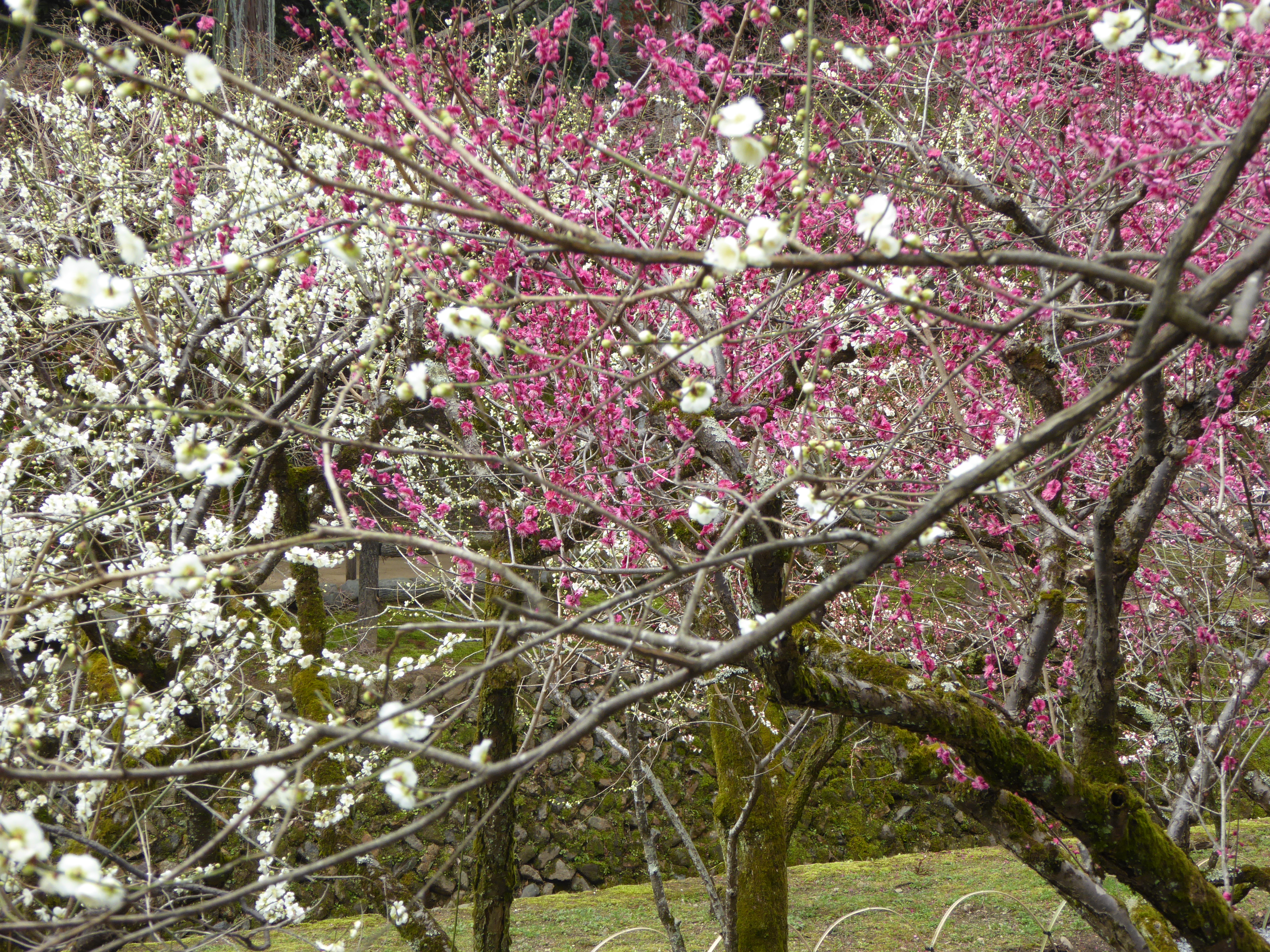P1020398.JPG