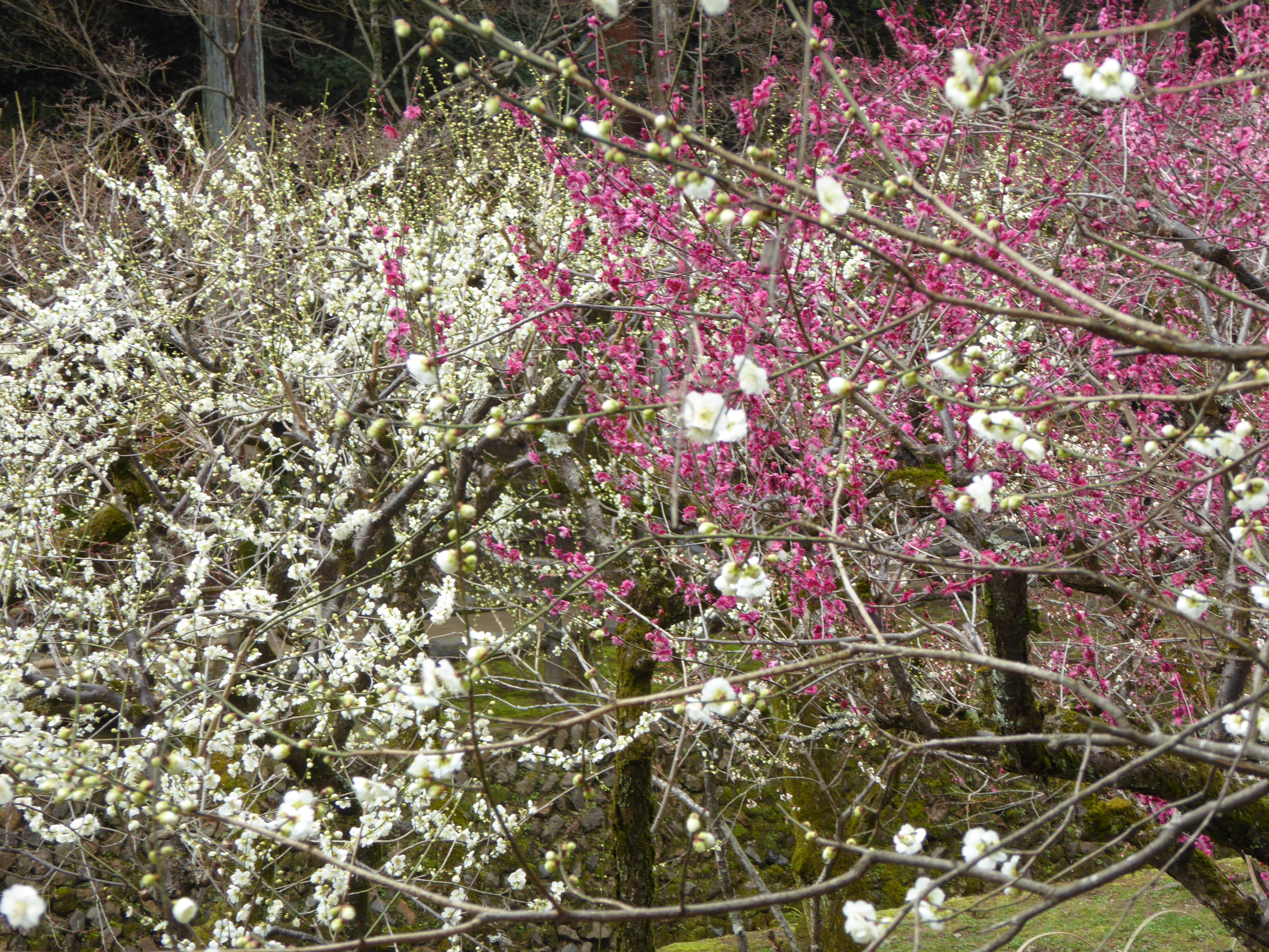 P1020400.JPG