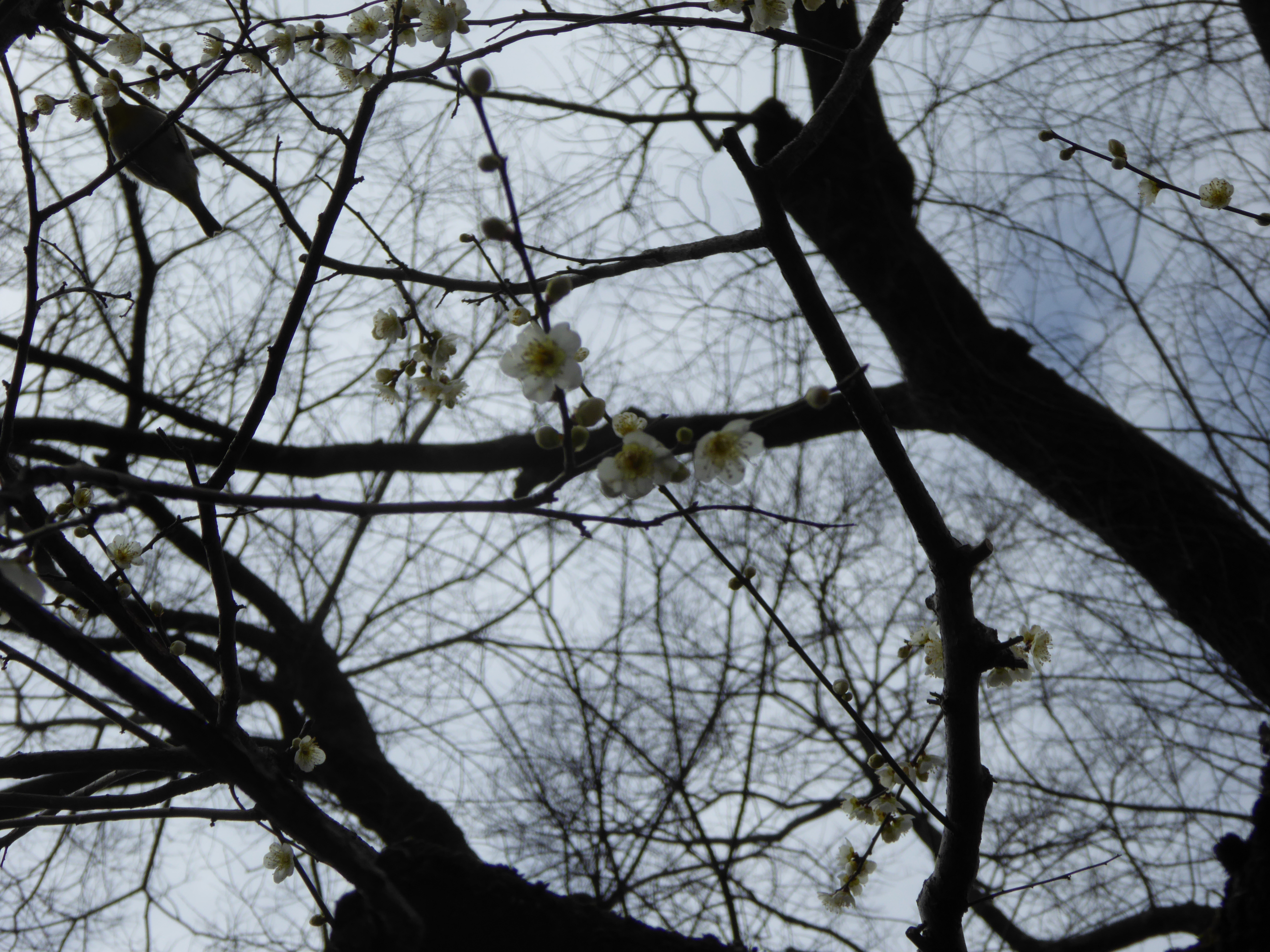 P1020415.JPG