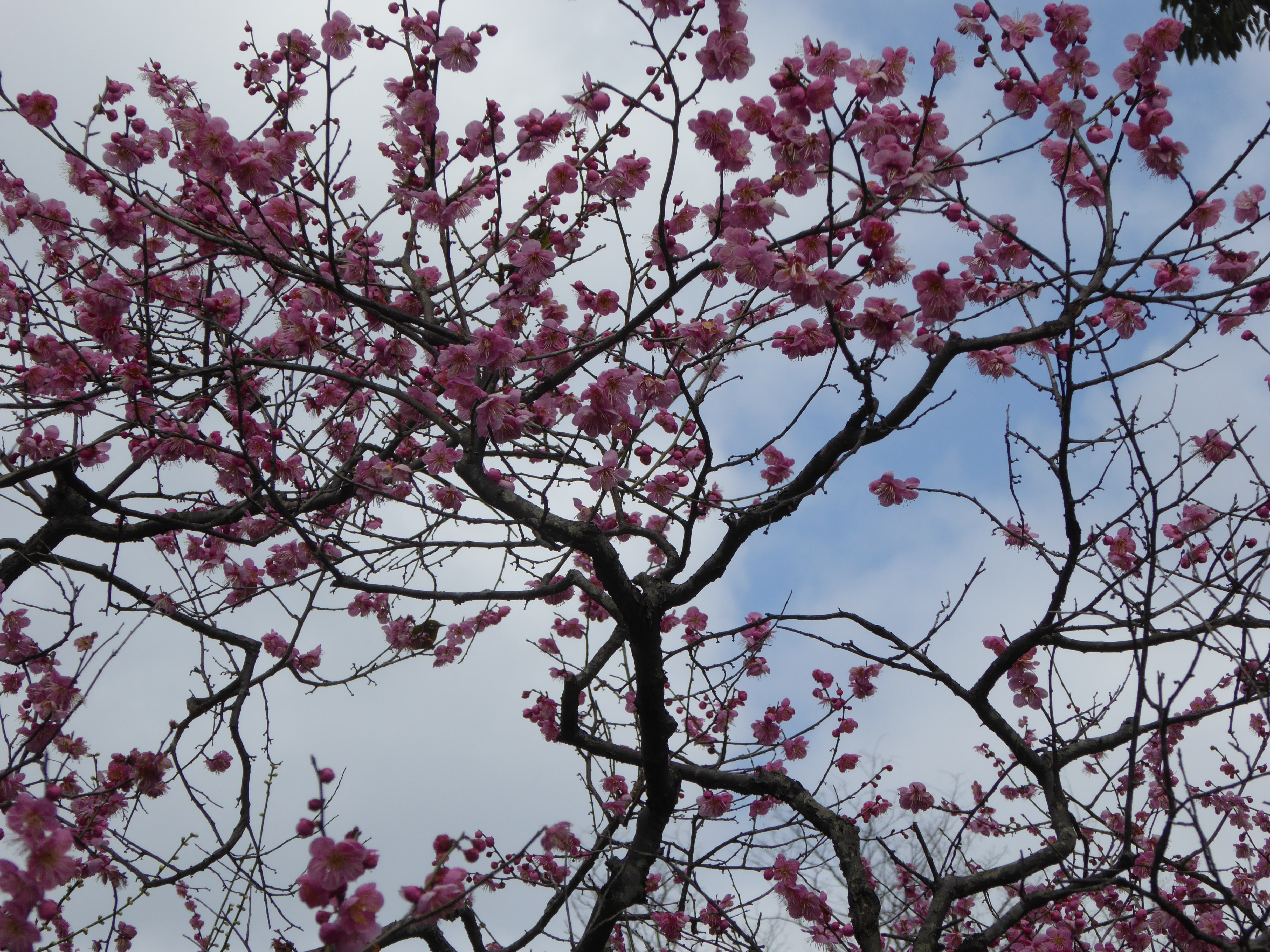 P1020417.JPG