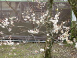 img0008.jpg