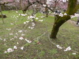 img0009.jpg