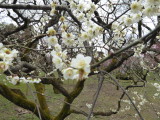 img0011.jpg