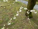 img0026.jpg