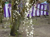 img0031.jpg