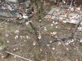img0053.jpg