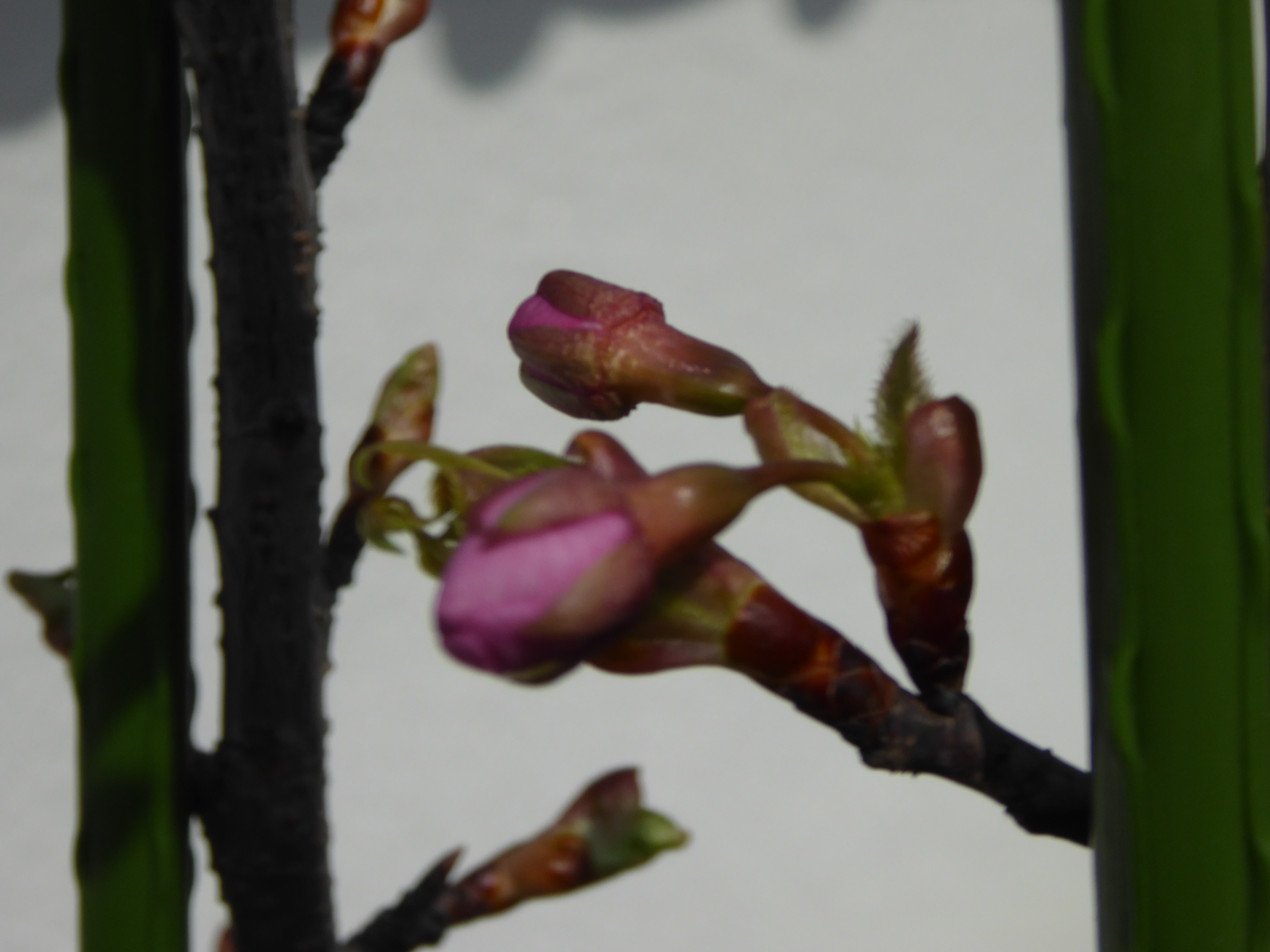P1020518.JPG