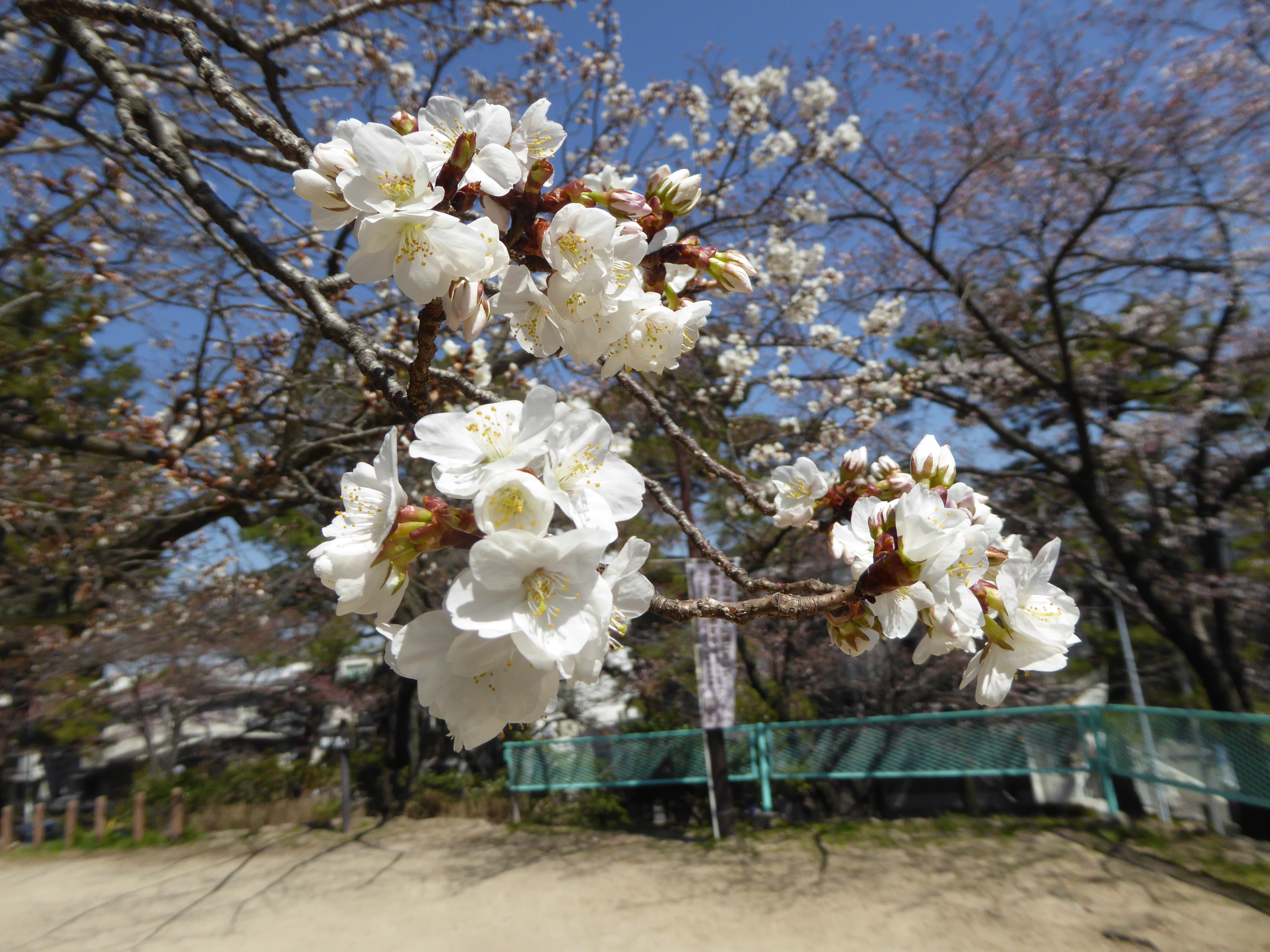 P1020568.JPG
