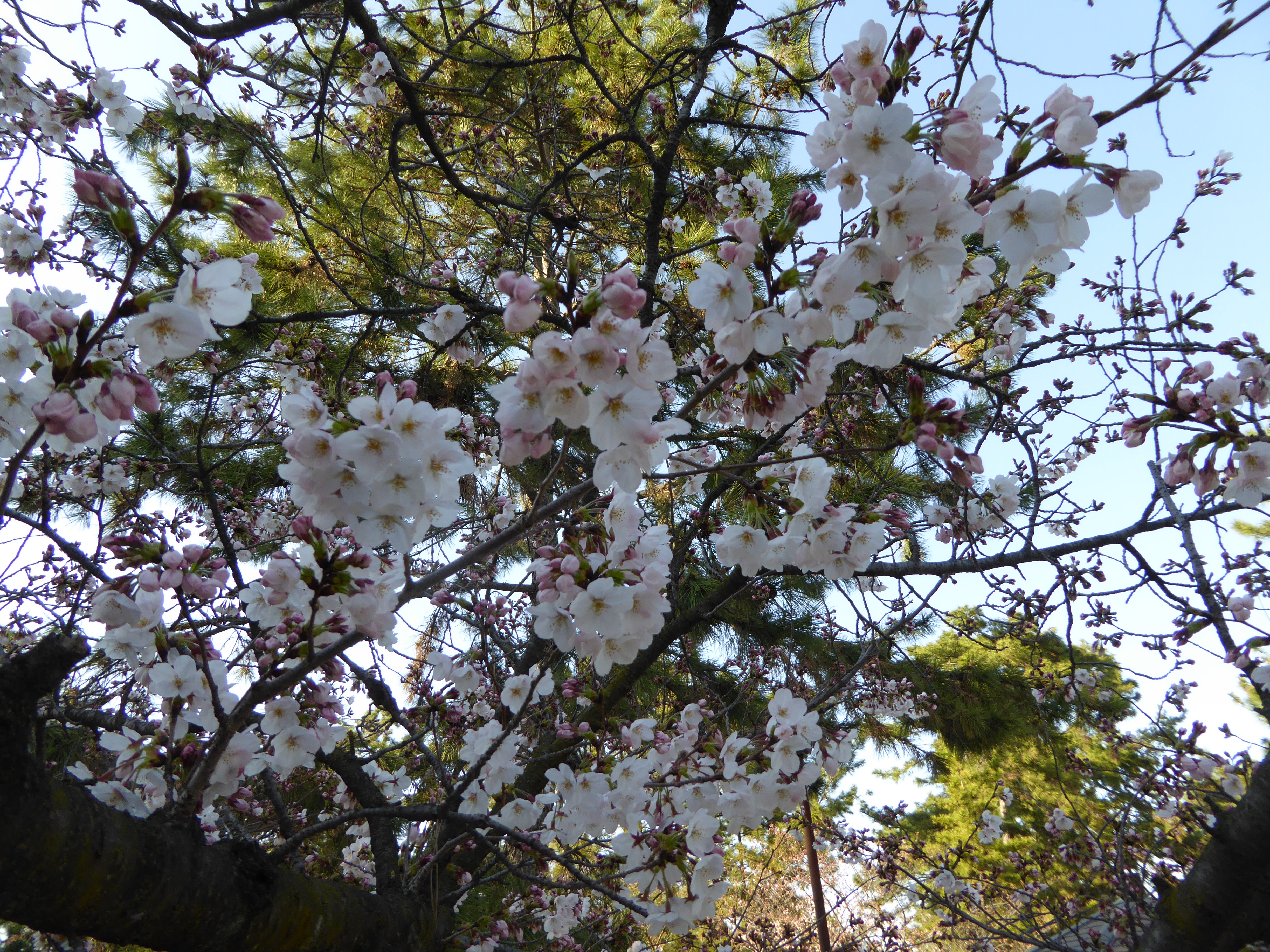 P1020571.JPG