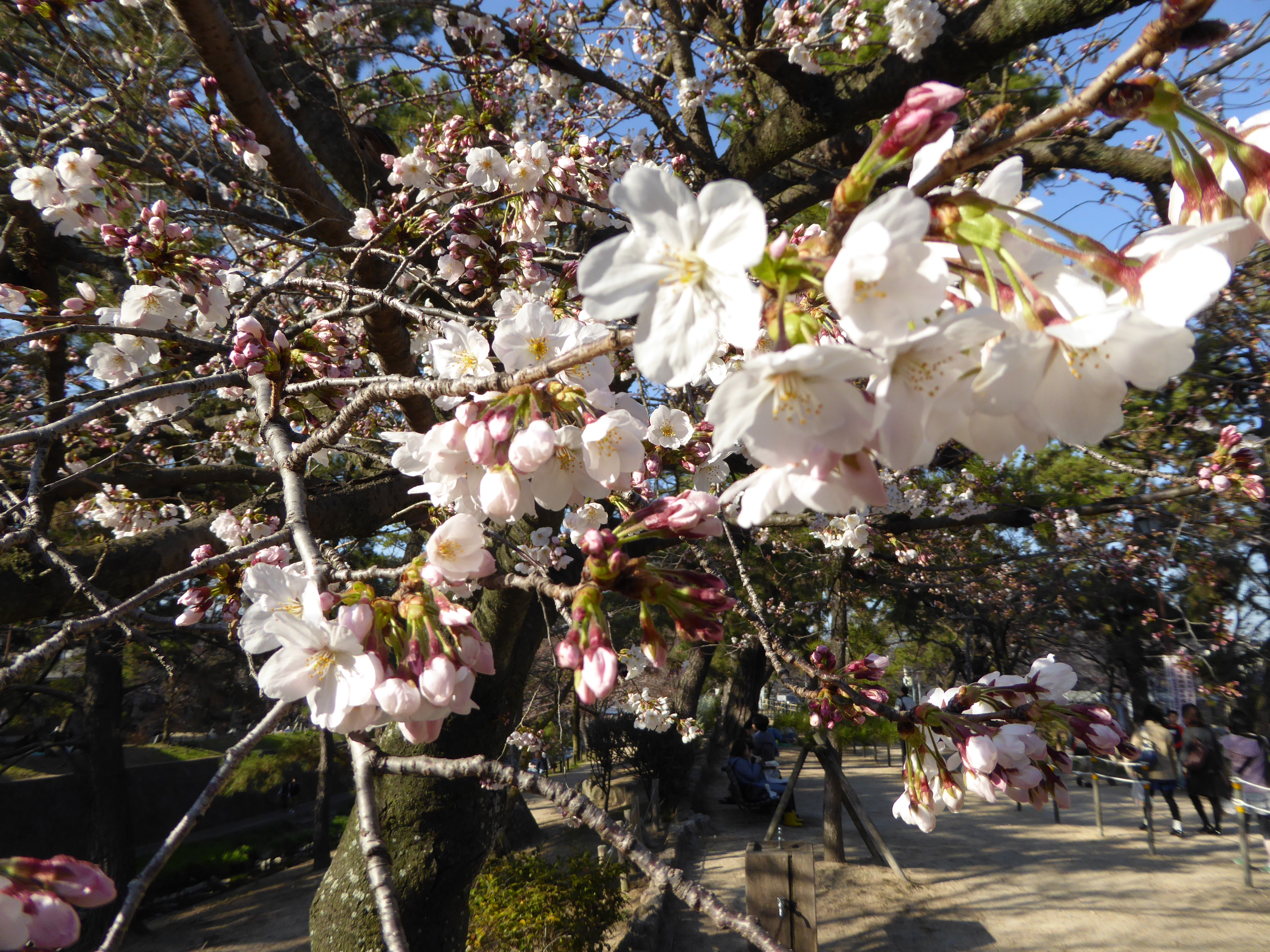 P1020573.JPG