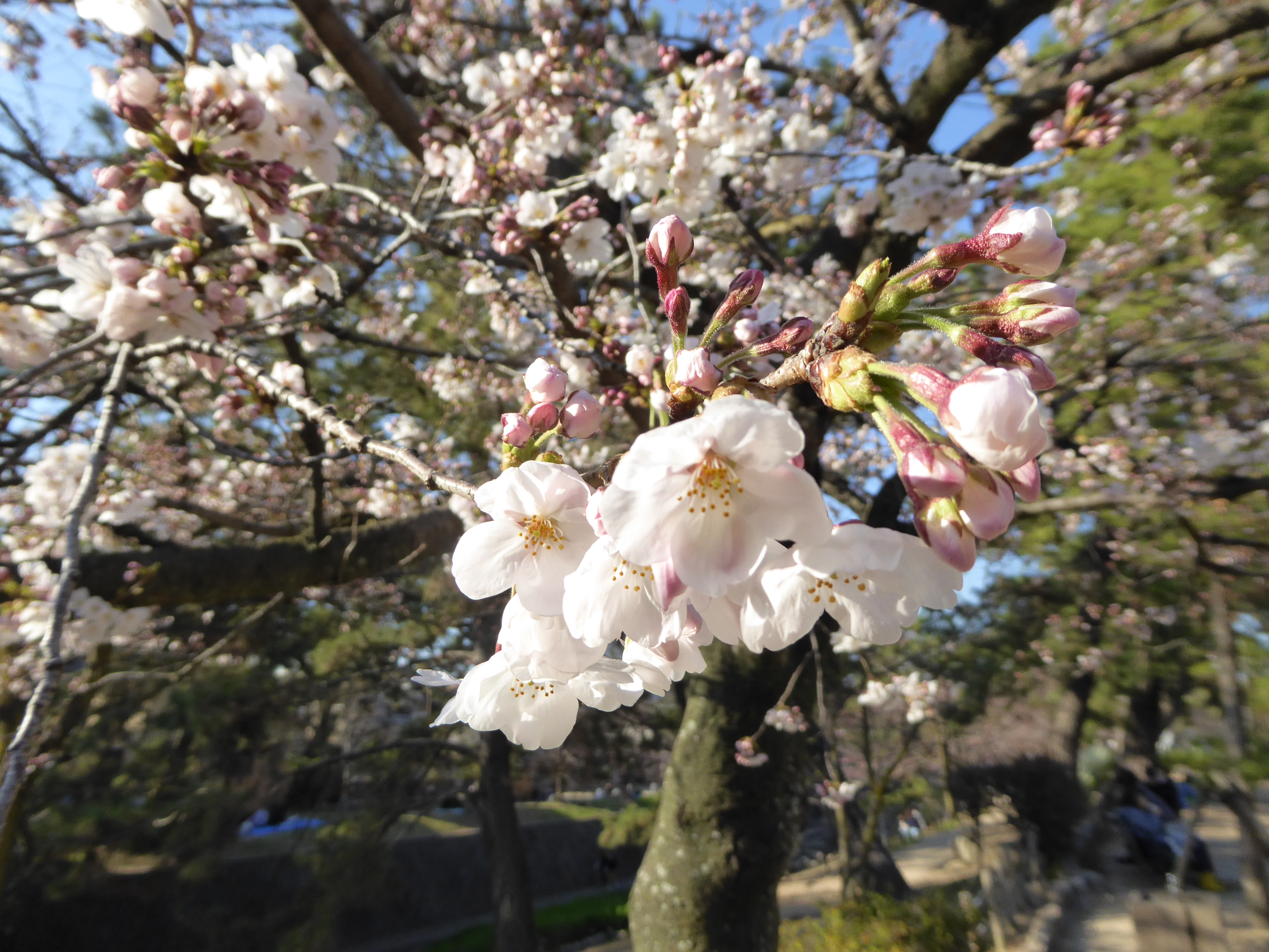 P1020574.JPG