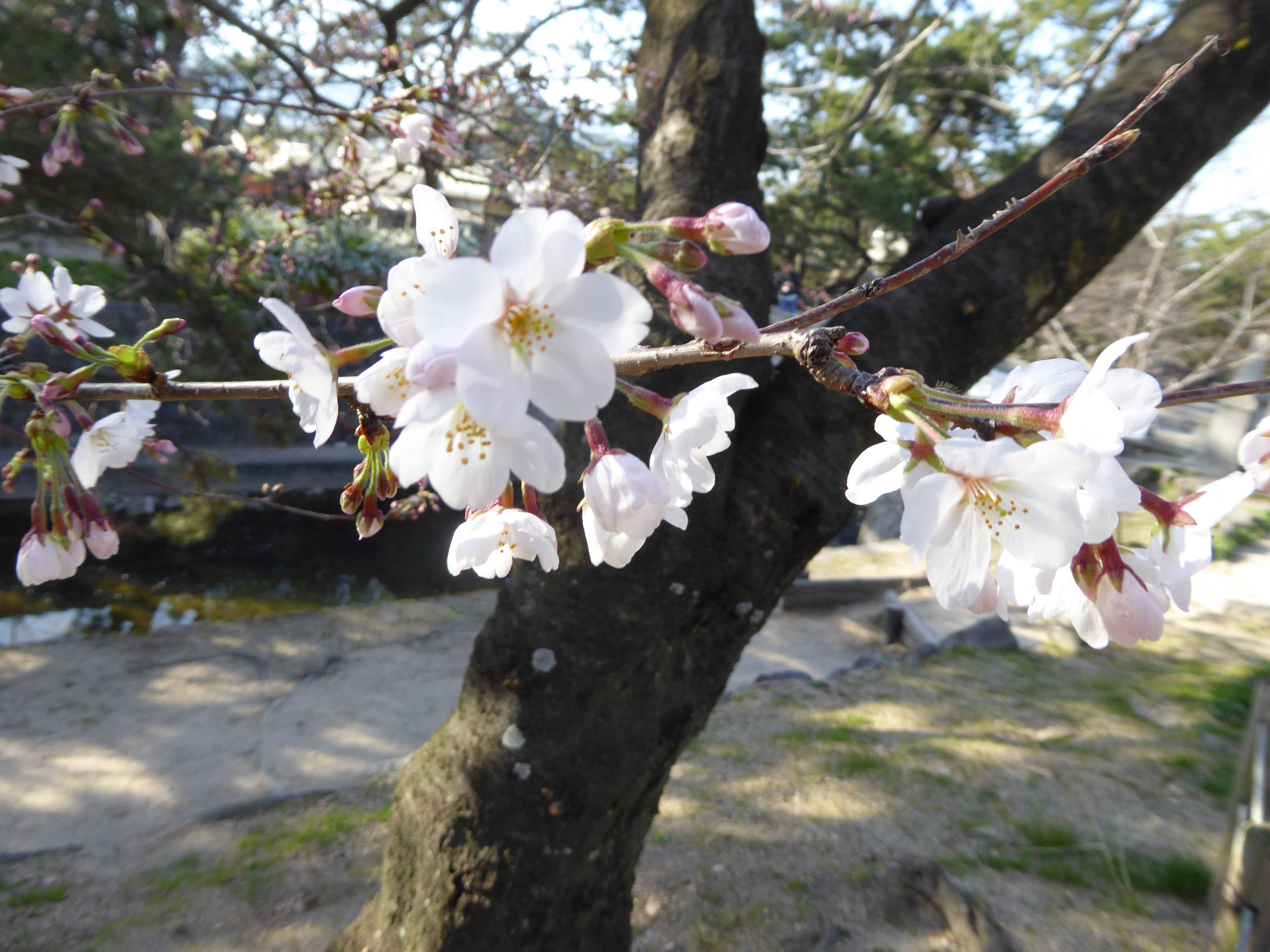 P1020575.JPG