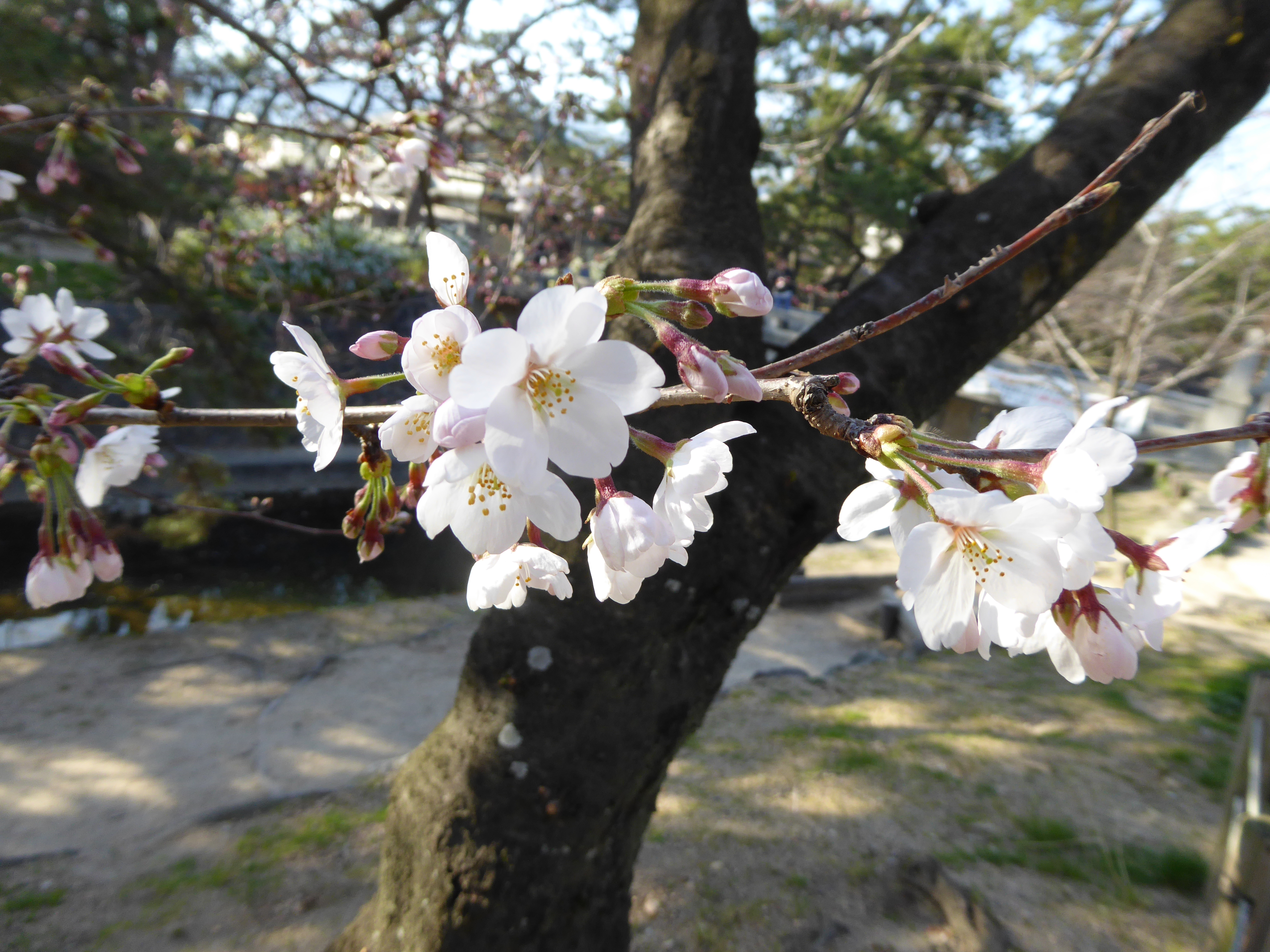 P1020576.JPG