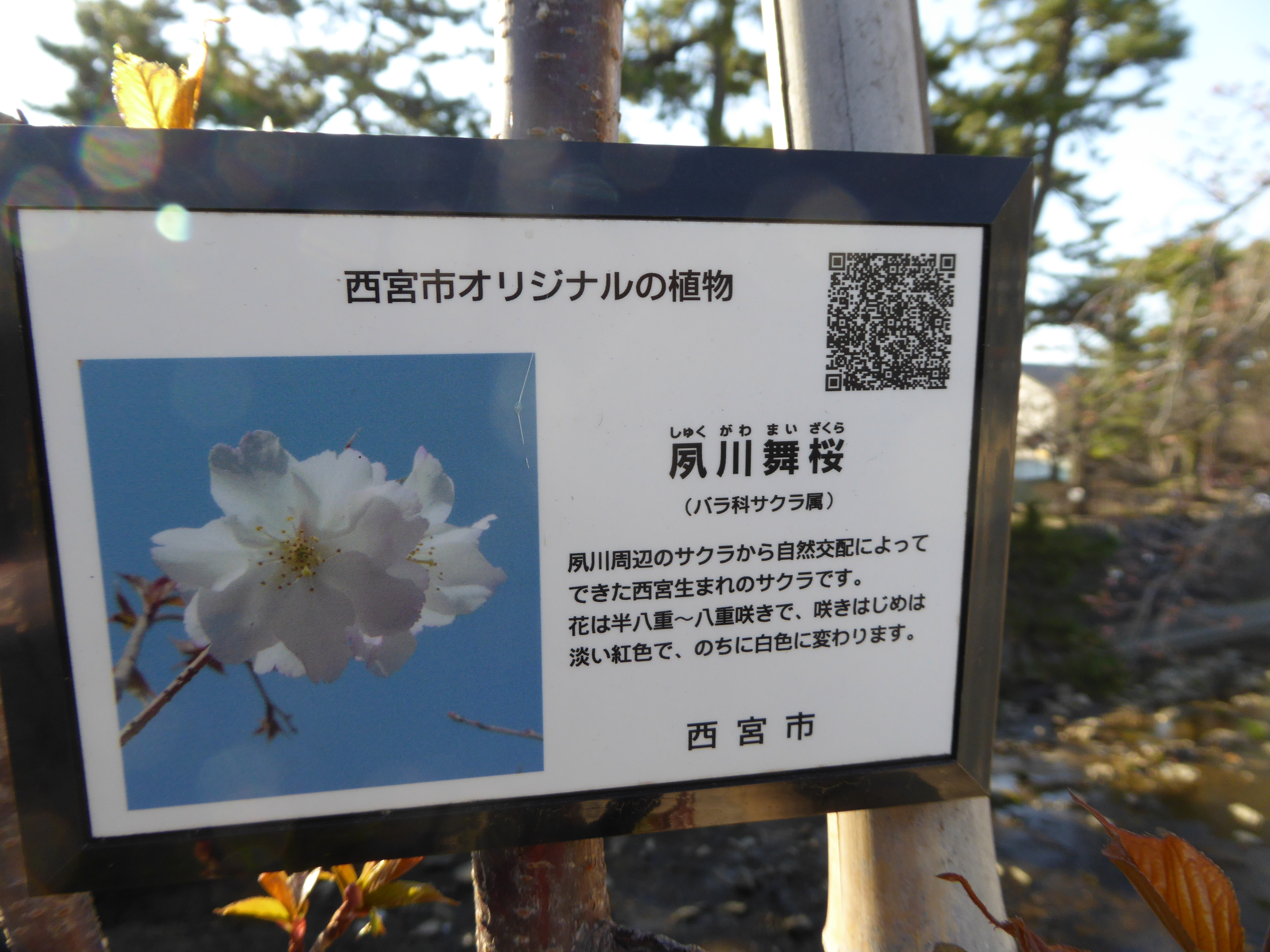 P1020577.JPG