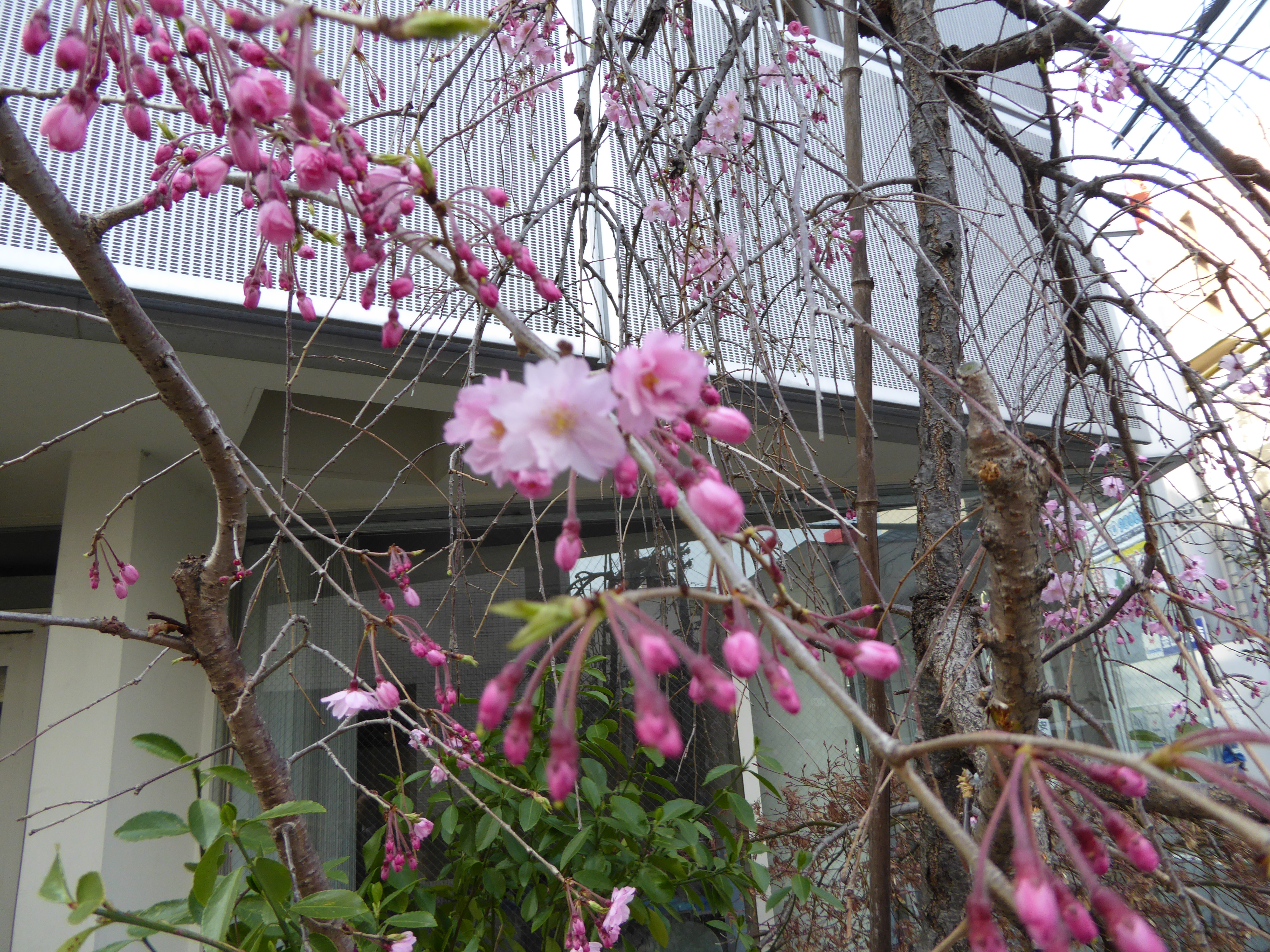 P1020655.JPG