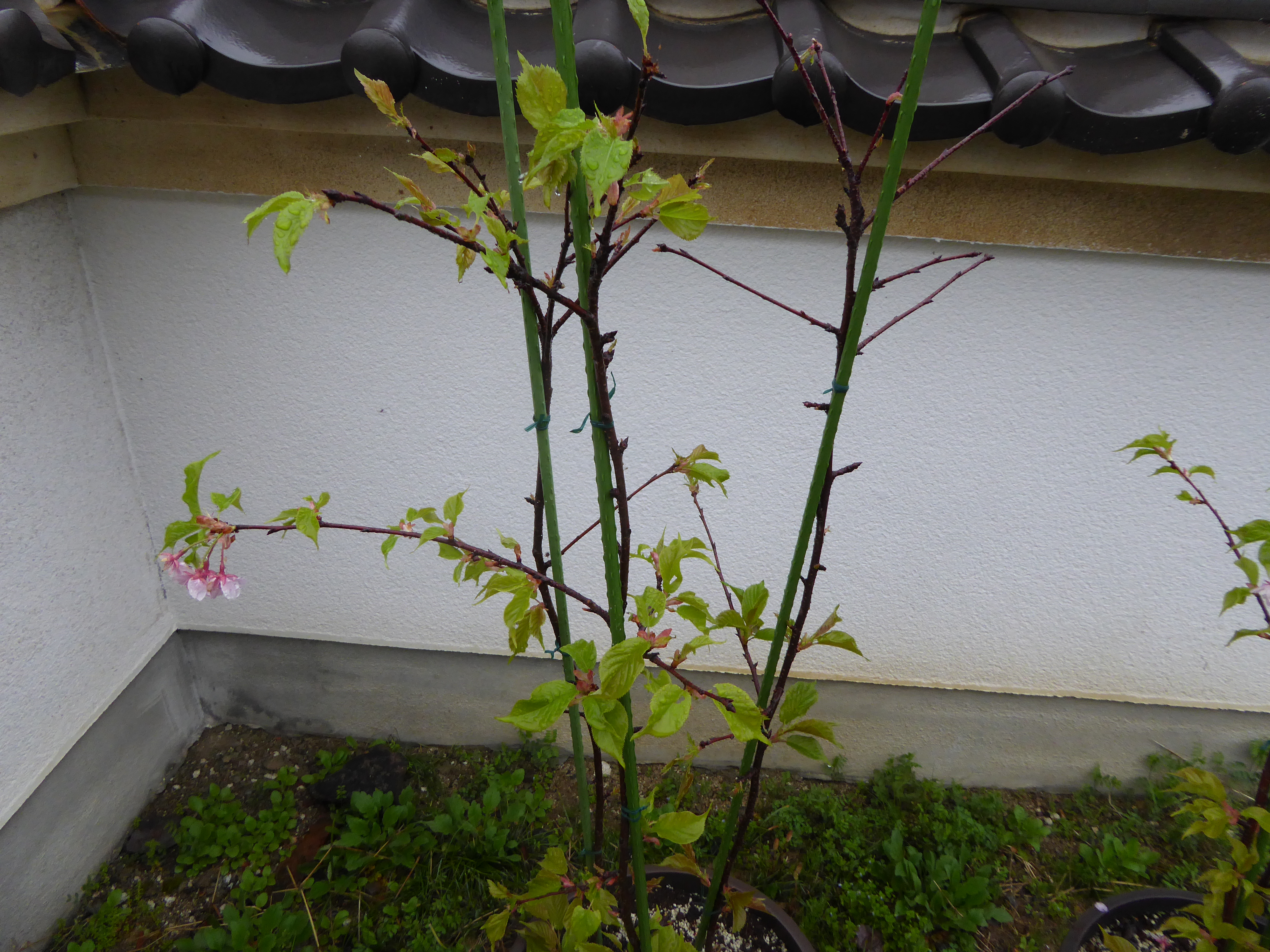 P1020791.JPG
