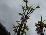 img0003.jpg