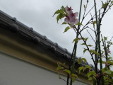 img0005.jpg