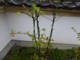 img0006.jpg