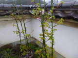 img0007.jpg