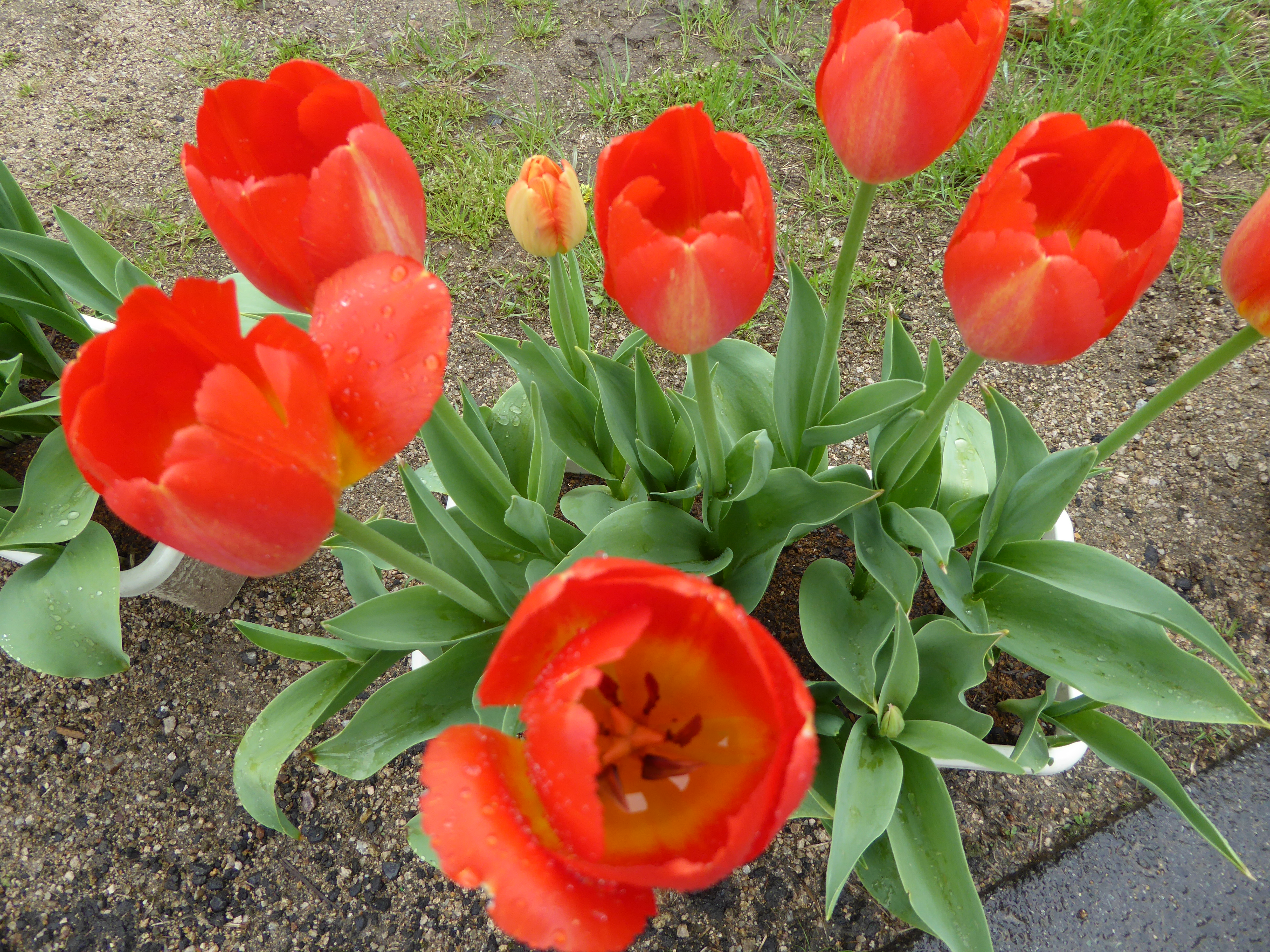 P1020845.JPG