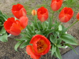 img0012.jpg