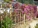 img0001.jpg