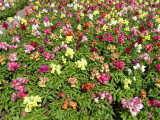 img0000.jpg
