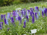 img0004.jpg