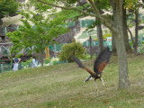 img0010.jpg