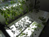 img0013.jpg