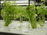 img0087.jpg