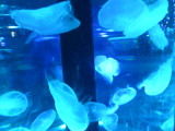 img0009.jpg