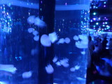 img0010.jpg