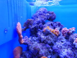 img0036.jpg
