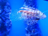 img0040.jpg