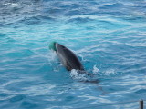 img0065.jpg