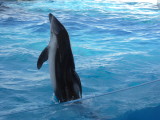 img0066.jpg