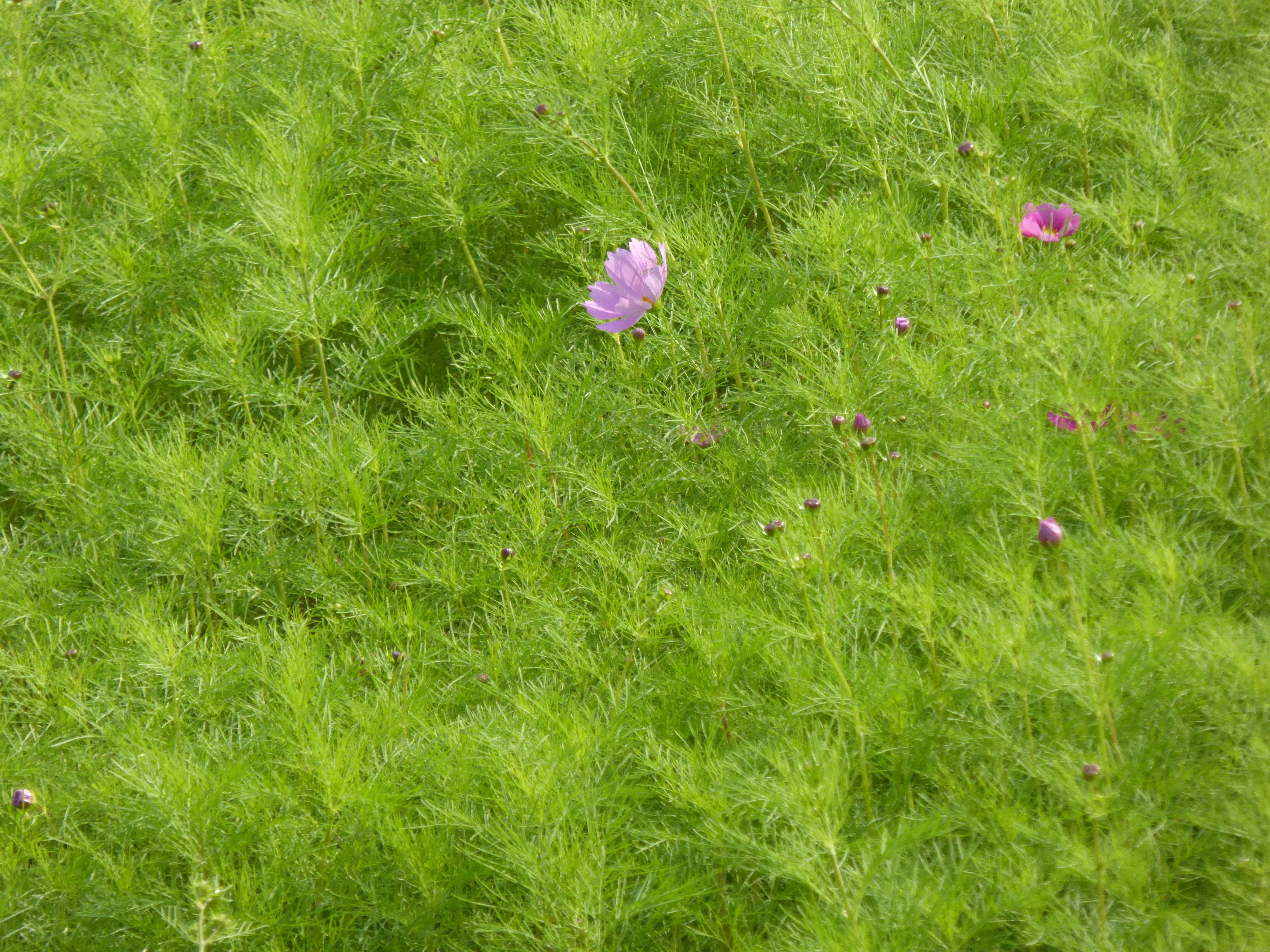 P1040238.JPG