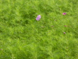img0011.jpg