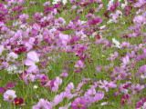 img0018.jpg