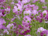 img0019.jpg