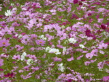 img0017.jpg
