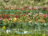 img0007.jpg
