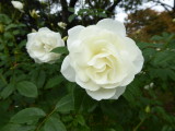 img0005.jpg
