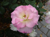 img0007.jpg