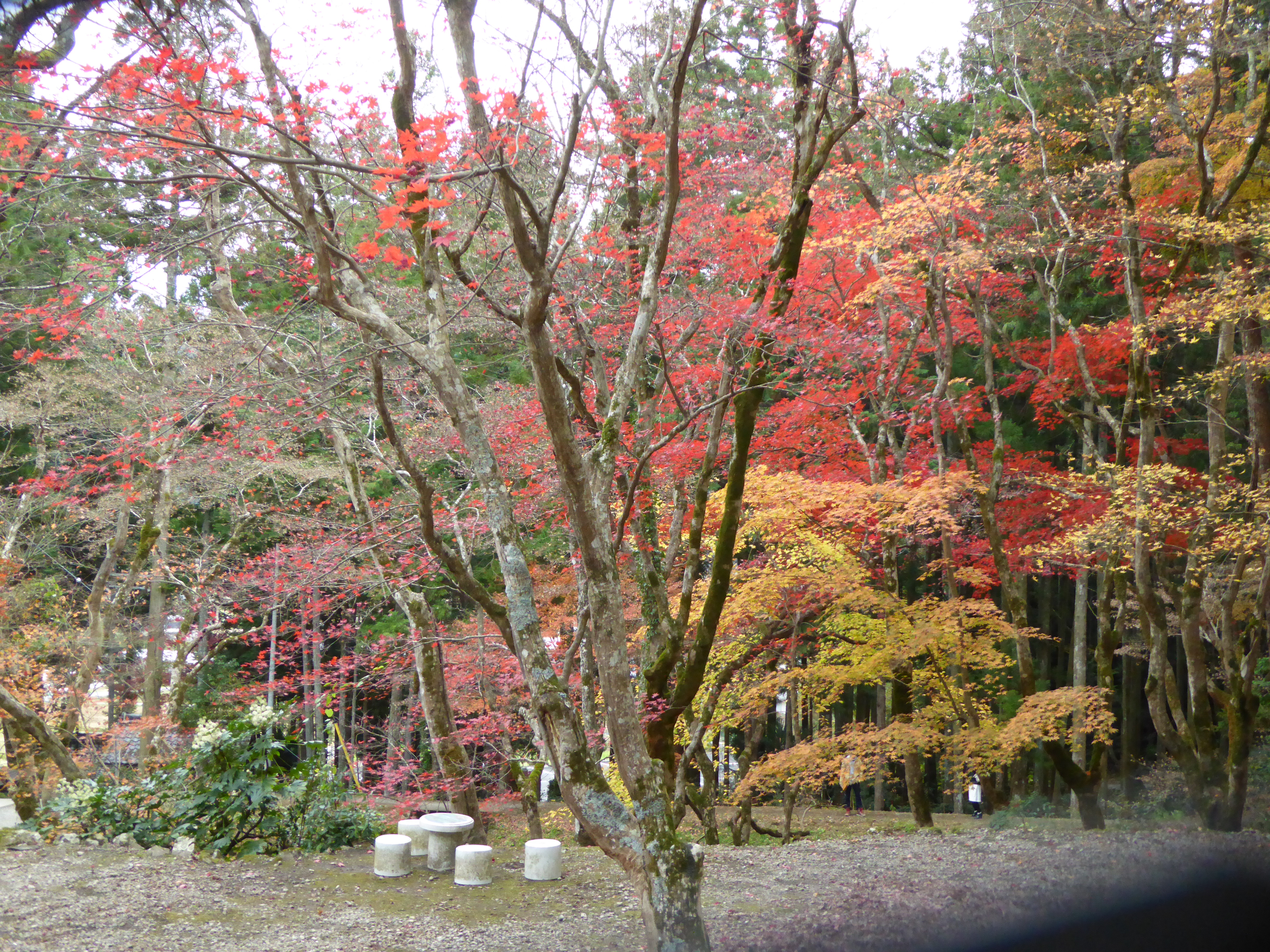 P1040886.JPG